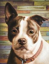 Милый черно-белый пёс