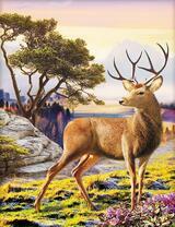 Молодой олень у озера