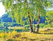 Красивые берёзки у лесного озера