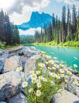 Ромашки у лесной реки