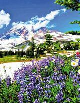 Полевые цветочки у подножия снежных гор