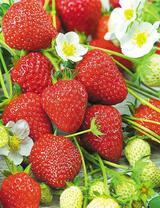 Цветущая, спелая и зеленая клубника