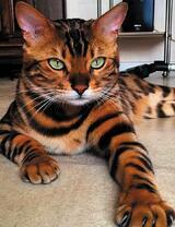 Красивая полосатая кошечка