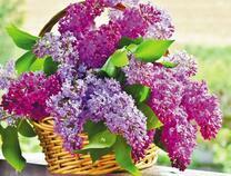 Сирень в корзине