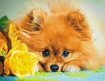 Маленький шпиц и желтая роза