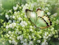 Нежная бабочка на ландышах