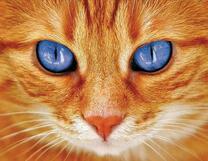 Голубой взгляд рыжего кота