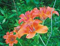 Цветущие на поляне лилии