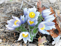 Небесно-голубые крокусы