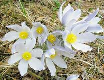 Нежные цветочки в лесу