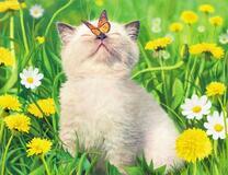 Котёнок с бабочкой в одуванчиках