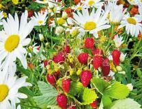 Земляника среди ромашек