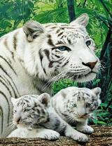 Белая тигрица с тигрятами в джунглях