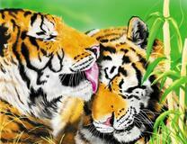 Тигрица умывает тигра в летней траве