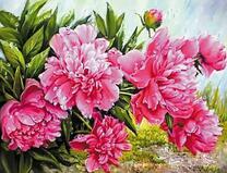 Цветущие розовые пионы