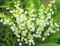 Свежий букетик ландышей