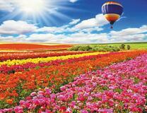 Полосатый воздушный шар над полем роз