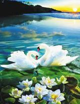 Влюбленные лебеди среди лотосов