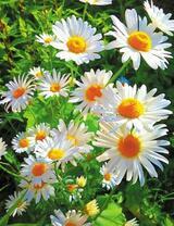 Летние ромашки в солнечном свету