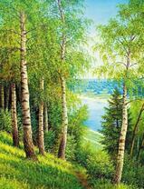 Тропа через березовую рощу к реке