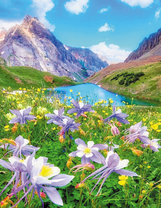 Нежные цветы на берегу горного озера