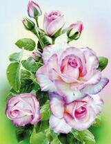 Красивый цветущий куст роз