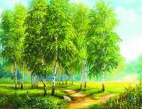 Тропа сквозь березовую рощу