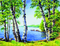 Березки на берегу озера