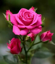 Нежный цветочек розы и ее бутоны