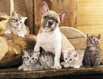 Щенок французского бульдога и котята