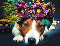 Милый пёсик с веночком из цветов