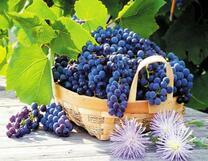 Милая корзинка с осенним виноградом