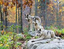 Три волка на камнях в осеннем лесу