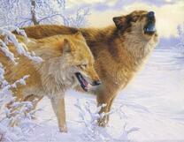 Грозные волки в зимнюю пору