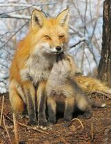 Лиса с лисенком у дерева