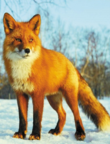 Лис на снегу