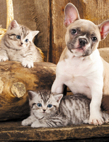 Французский бульдожек и полосатые котята