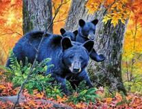 Медведица с медвежатами в осеннем лесу