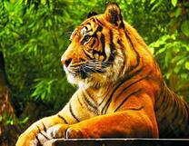 Большой и гордый тигр