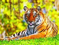 Тигр показывает язык