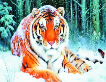 Тигр отдыхает на снегу