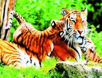 Тигрёнок облизывает свою маму