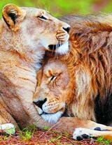 Львица и её царь
