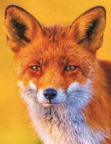 Лиса на оранжевом фоне