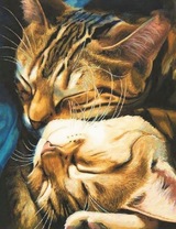 Котячьи обнимашки