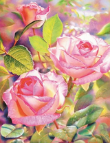 Нежные розы в утреннем солнце