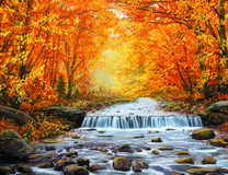 Красота осеннего леса у реки