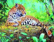 Леопард в густом лесу