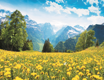 Поле одуванчиков на фоне гор