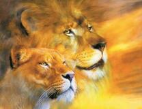 Львы на желтом фоне